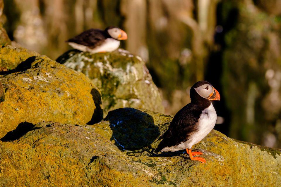 Reykjavik: Puffin Watching Tour - Should You Book This Reykjavik Puffin RIB Tour?