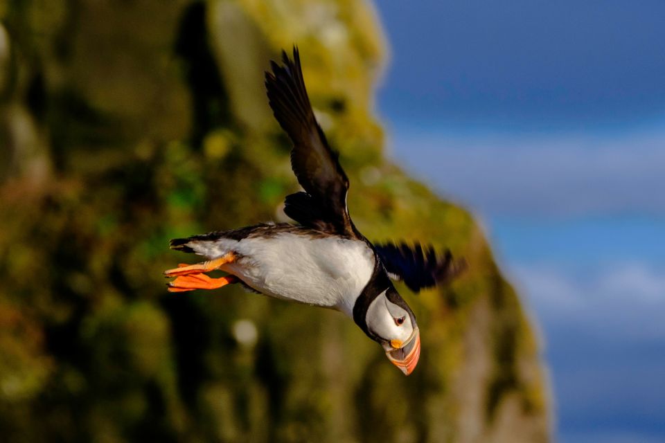 Reykjavik: Puffin Watching Tour - FAQ