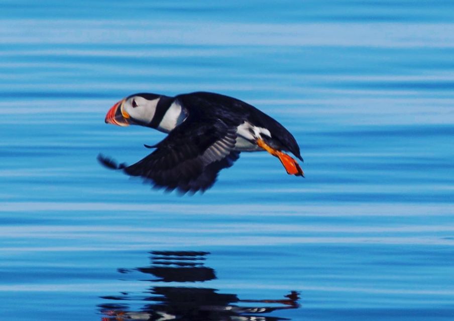 Reykjavik: Puffin Watching Tour by RIB Speedboat - When the Boat Goes Quiet: Why Engine-Off Time Matters