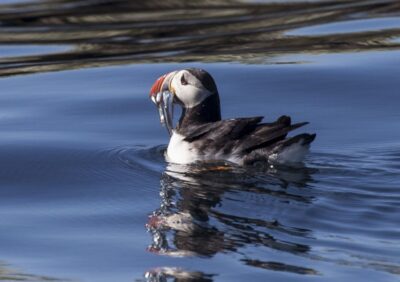 Reykjavik: Puffin Watching Tour by RIB Speedboat - The Ride Out to Lundey and Akurey: Fast Views, Real Wind
