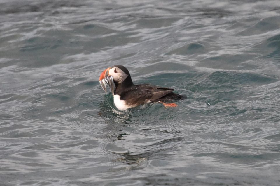 Reykjavík: RIB Speed-Boat Puffin Watching Tour - RIB Speed-Boat Puffin Viewing in 60 Minutes