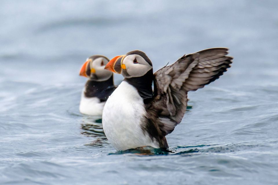 Reykjavík: RIB Speed-Boat Puffin Watching Tour - Close Puffin Colonies: Getting Near Without Guesswork