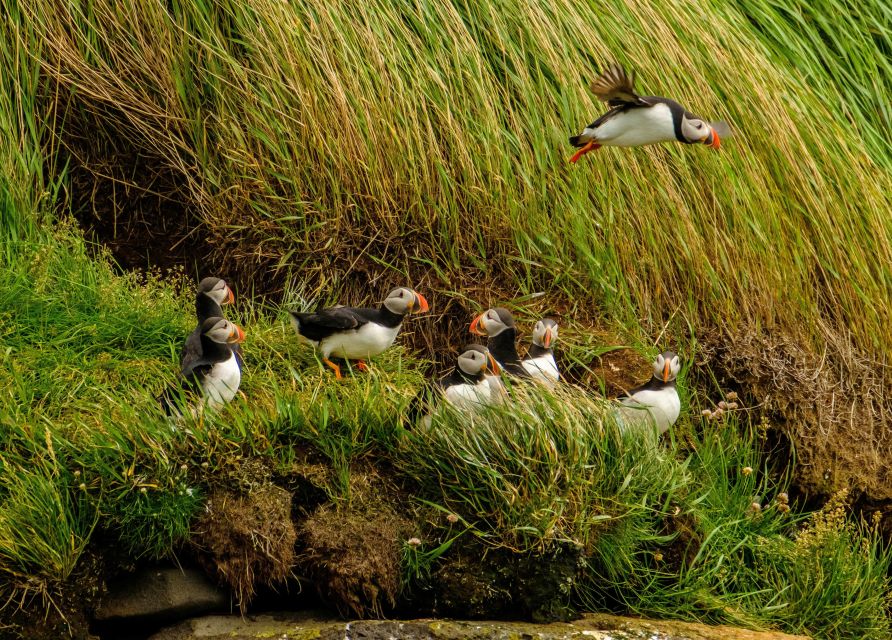 Reykjavík: RIB Speed-Boat Puffin Watching Tour - What the Included Gear Does for You on the Water