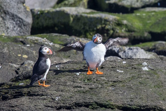 Reykjavik Shore Excursion: Puffin Sightseeing Cruise - Akurey Island: circling for puffins along the rocky shoreline