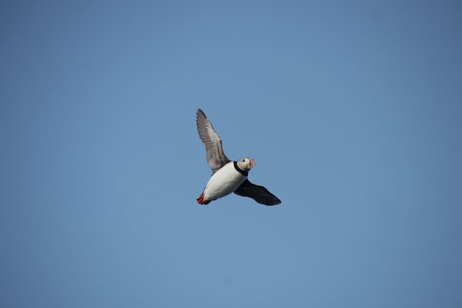 Reykjavik Shore Excursion: Puffin Sightseeing Cruise - Photo tips that actually match how the boat behaves