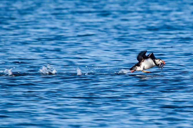 Reykjavik Shore Excursion: Puffin Sightseeing Cruise - Coffee onboard and what to bring for comfort