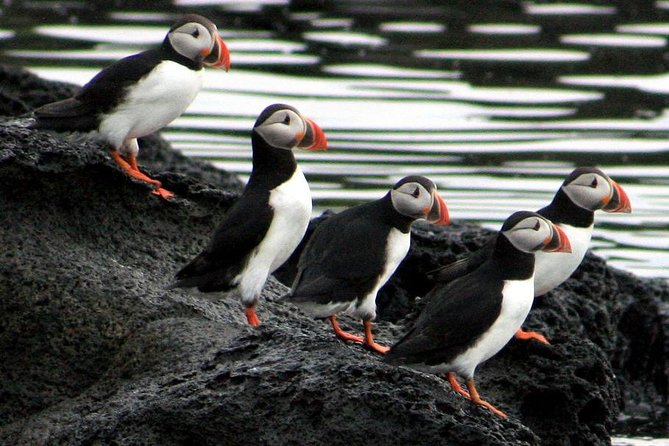 Reykjavik Shore Excursion: Puffin Sightseeing Cruise - Price and value: is $63.51 fair for this kind of bird cruise?