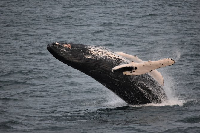 Reykjavik Shore Excursion: Whale-Watching Cruise - Skarfabakki Harbour to Faxaflói Bay: the cruise in plain terms