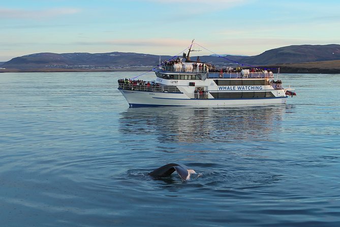 Reykjavik Shore Excursion: Whale-Watching Cruise - WiFi and facilities: what to expect when you’re hungry or curious