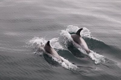 Reykjavik Shore Excursion: Whale-Watching Cruise - What you’ll actually see: whales, dolphins, and the small “bonus” wildlife
