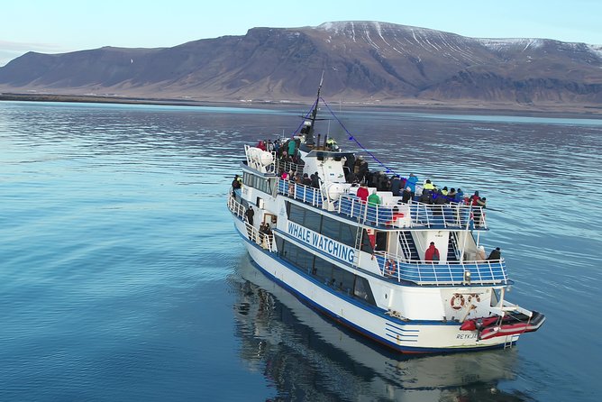 Reykjavik Shore Excursion: Whale-Watching Cruise - Price and value: why the try-again ticket changes the math