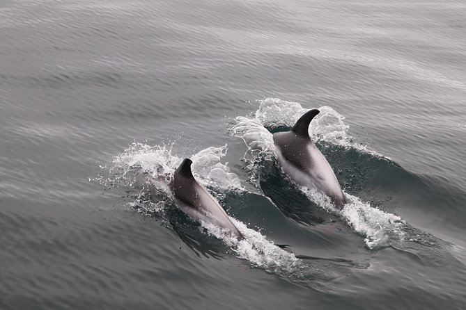 Reykjavik Shore Excursion: Whale-Watching Cruise - What you’ll actually see: whales, dolphins, and the small “bonus” wildlife