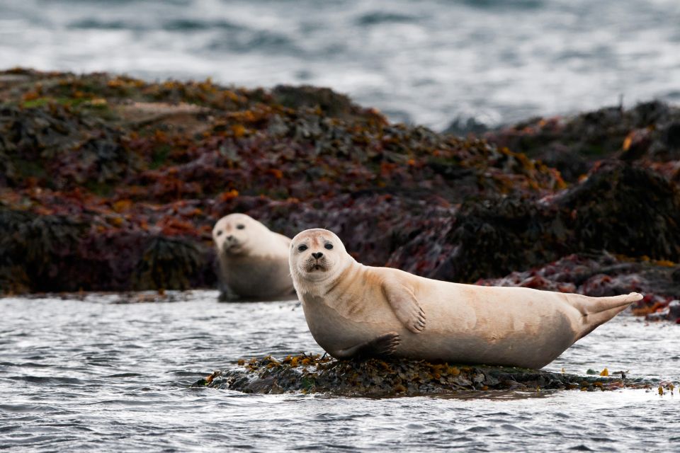 Reykjavik: Small-Group Snæfellsnes Day Trip - Small-Group Size (Up to 19) Makes the Day Feel Less Rushed