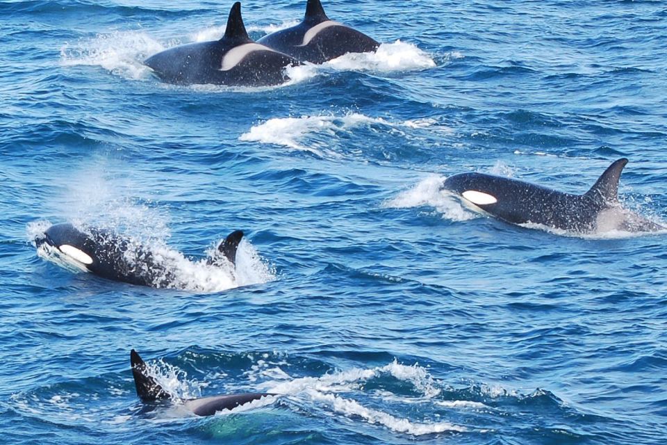 Reykjavik: the Original 3-Hour Whale Watching Tour - Key things to know before you sail