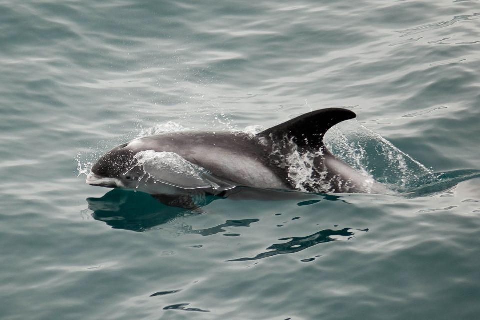 Reykjavik: the Original 3-Hour Whale Watching Tour - Price and logistics: the small details that really matter