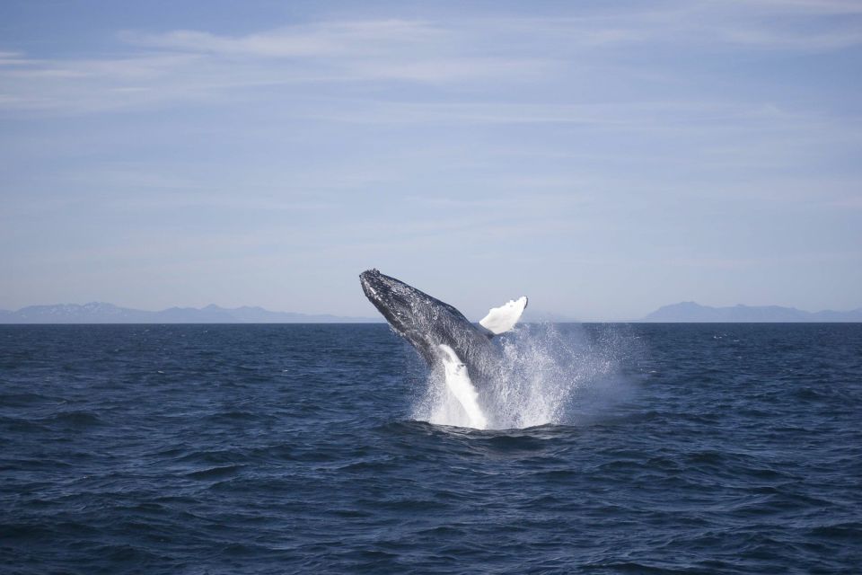 Reykjavik: the Original 3-Hour Whale Watching Tour - Where this tour happens: Old Harbor to Faxaflói Bay in 3 hours