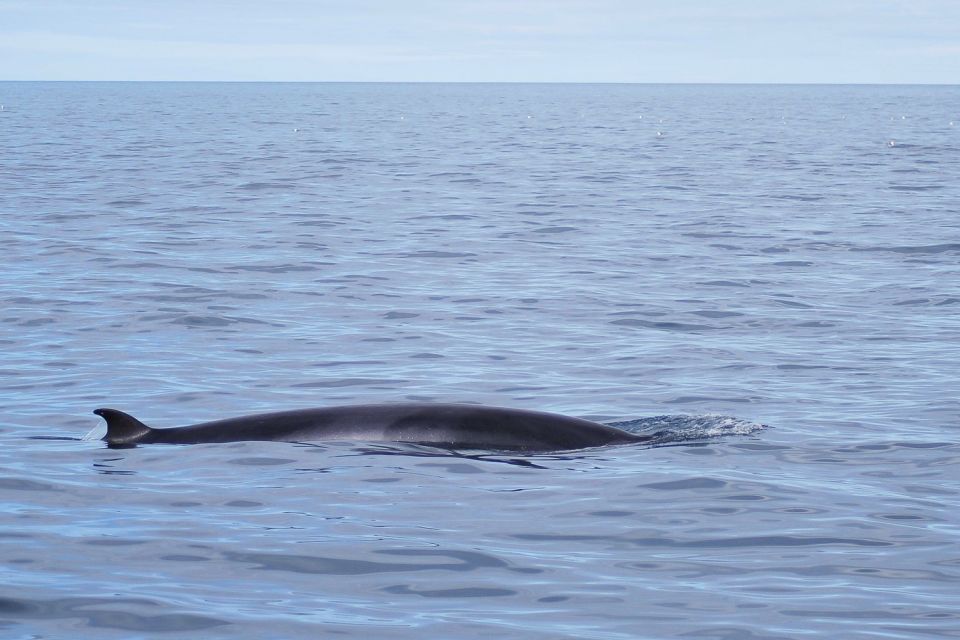 Reykjavik: the Original 3-Hour Whale Watching Tour - The marine biologist commentary and the Whale Diary advantage