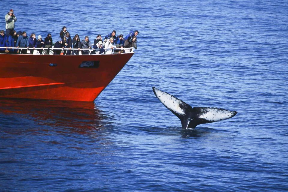 Reykjavik: the Original 3-Hour Whale Watching Tour - The 3-hour flow: center before the boat, search at sea, warm-up reality check