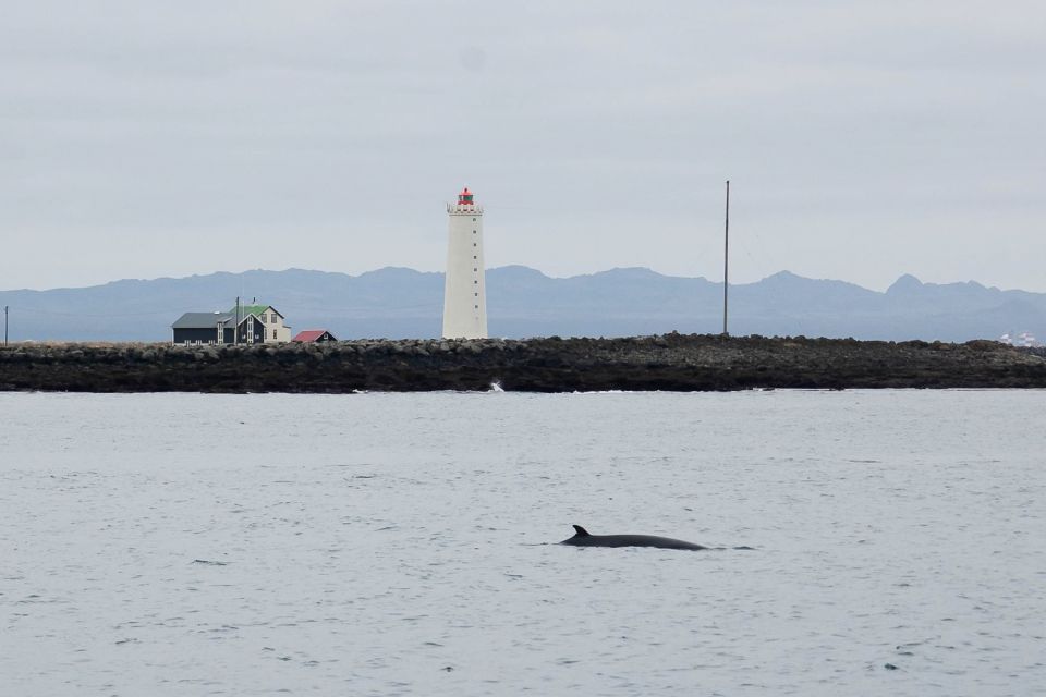 Reykjavik: the Original 3-Hour Whale Watching Tour - What’s included (and how it affects your trip budget)