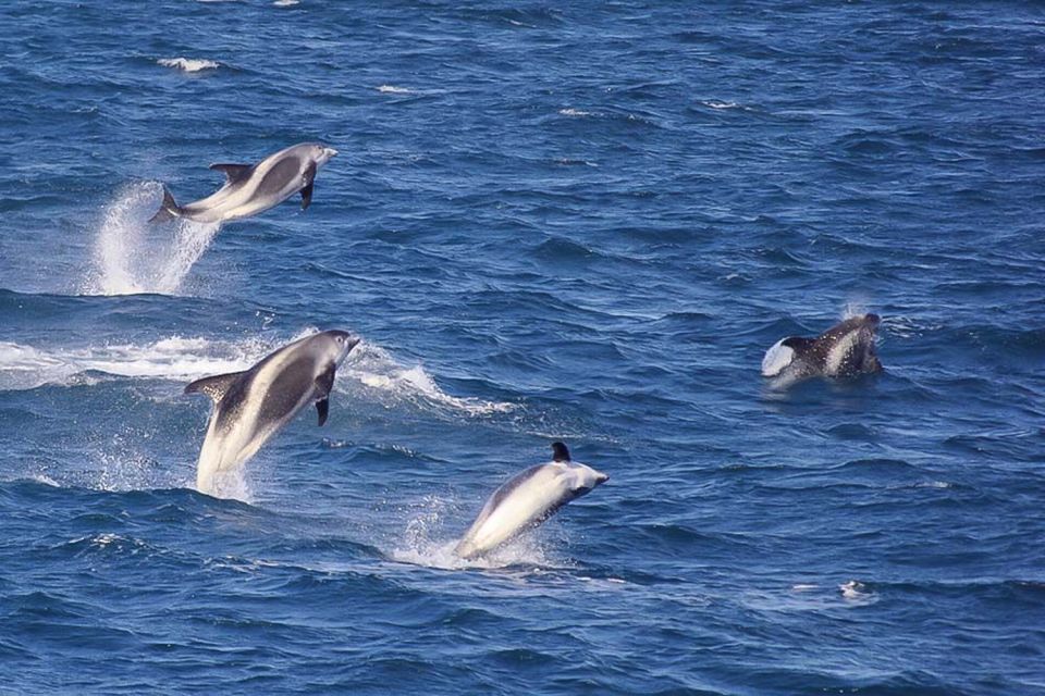 Reykjavik: the Original 3-Hour Whale Watching Tour - Who this tour suits best (and who should set expectations)