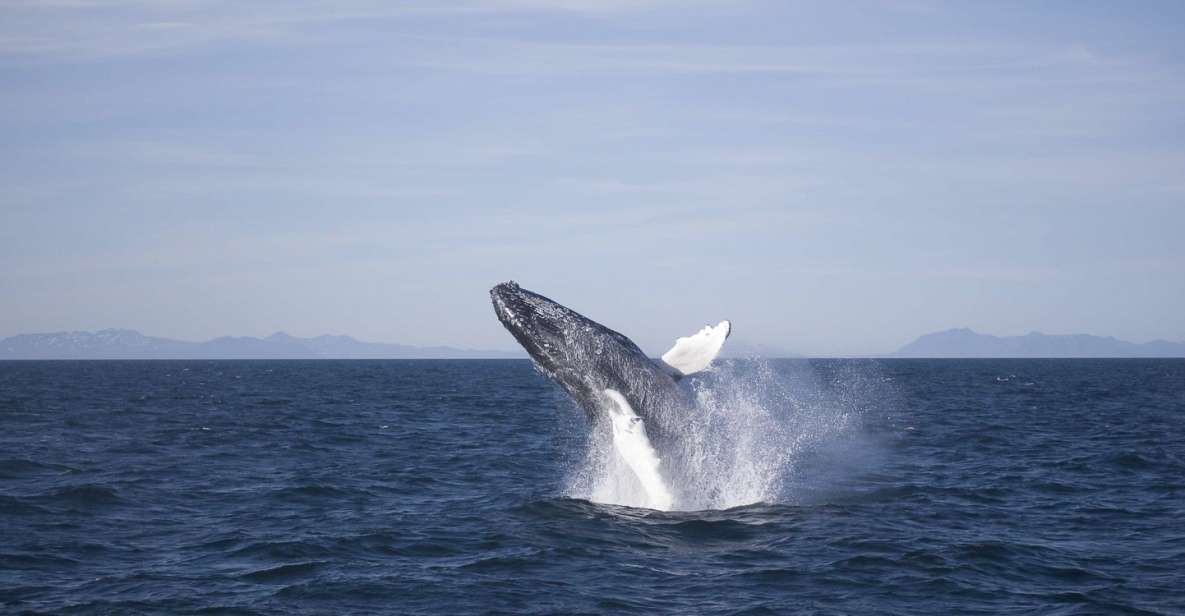 Reykjavik: the Original 3-Hour Whale Watching Tour - What you’ll spot (and what “close” usually means on this cruise)