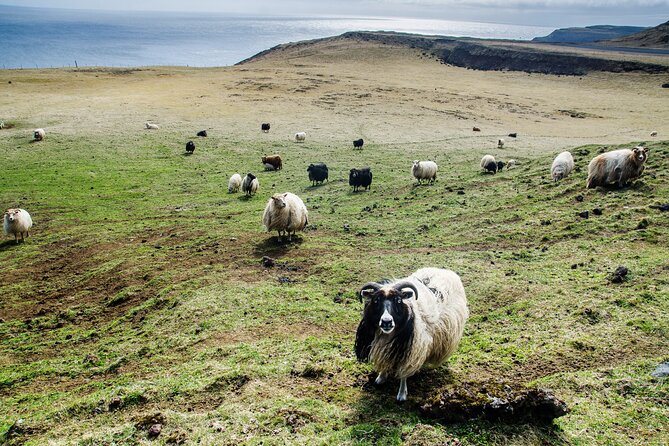 Reykjavik - Westman Islands (Bus transfer to Landeyjahöfn) - Booking strategy: timing your bus with your ferry