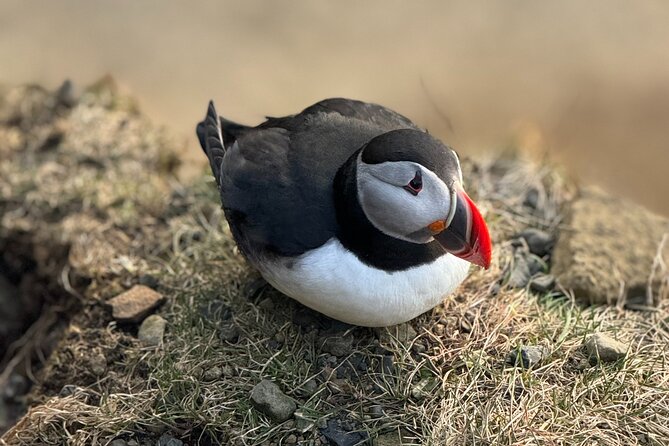Reykjavik - Westman Islands (Bus transfer to Landeyjahöfn) - Who this transfer suits best (and who might prefer DIY)