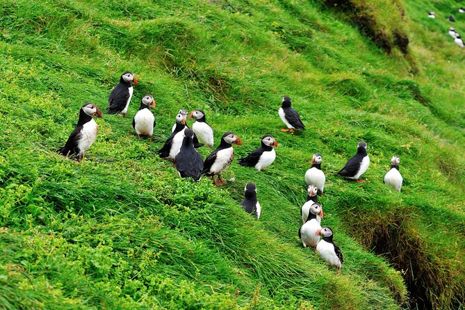 Reykjavik - Westman Islands (Bus transfer to Landeyjahöfn) - Should you book this Reykjavik → Landeyjahöfn transfer?