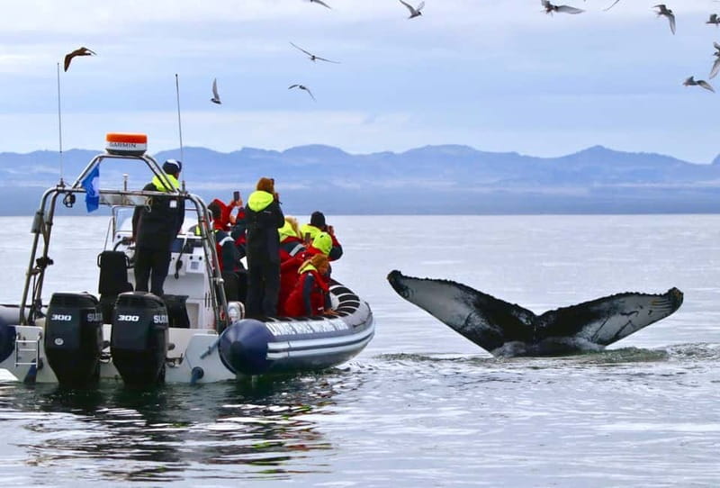 Reykjavik: Whale and Puffin Watching RIB Boat Tour - Old Harbour Start: A Fast, Purpose-Built Way to See Reykjavik