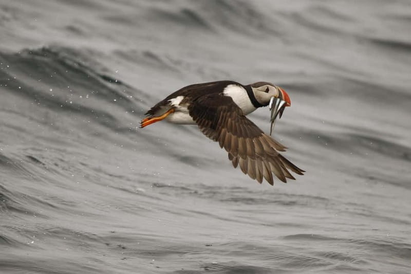 Reykjavik: Whale and Puffin Watching RIB Boat Tour - Whale and Dolphin Searching: Maneuverability That Helps You Spot More