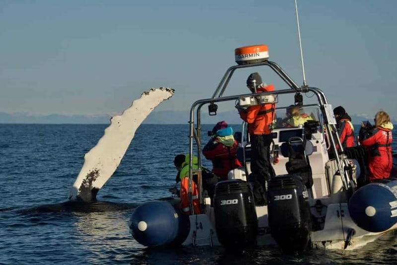 Reykjavik: Whale and Puffin Watching RIB Boat Tour - Photos, Timing, and the 2-Hour Reality Check