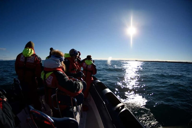 Reykjavik: Whale and Puffin Watching RIB Boat Tour - Who This Tour Suits Best (and Who Might Skip It)