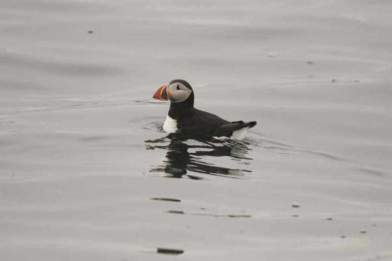 Reykjavik: Whale and Puffin Watching RIB Boat Tour - Should You Book Reykjavik’s Whale and Puffin RIB Tour?