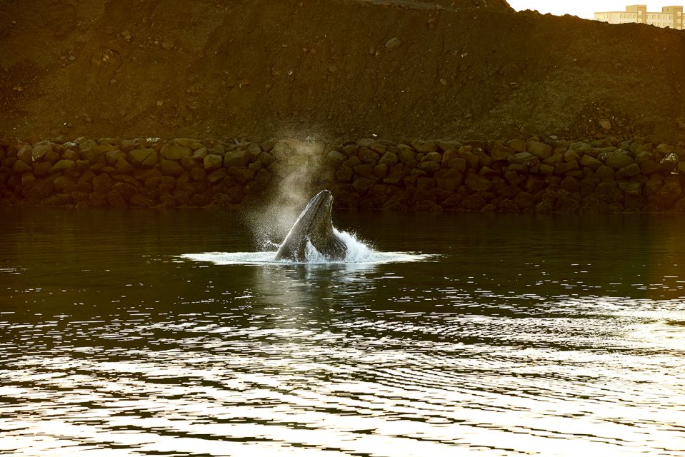 Reykjavik: Whale & Marine Adventure Tour - The guide’s marine talk: what to listen for while you scan the water