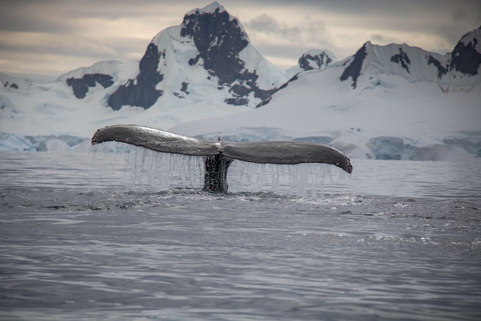 Reykjavik: Whale & Marine Adventure Tour - Heading into Faxaflói Bay: where sightings tend to happen