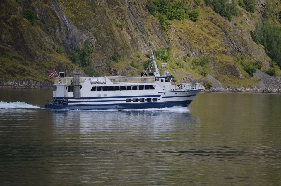 Reykjavik: Whale & Marine Adventure Tour - What you might see—and how to maximize your odds once you’re there