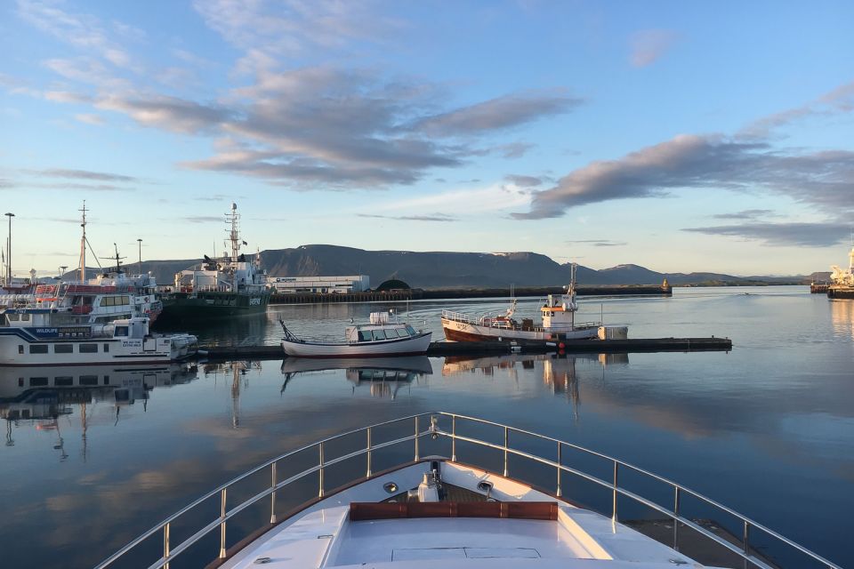 Reykjavik: Whale Watching and Dolphin Watching Yacht Cruise - Key Points at a Glance