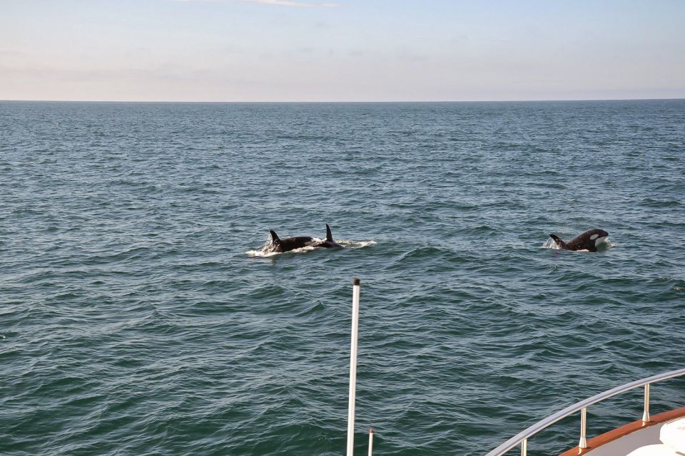 Reykjavik: Whale Watching and Dolphin Watching Yacht Cruise - Who Should Book This Cruise (And Who Might Want a Backup Plan)