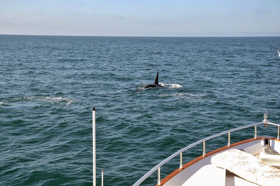 Reykjavik: Whale Watching and Dolphin Watching Yacht Cruise - On the Water in Faxafloi Bay: Your 3-Hour Wildlife Search