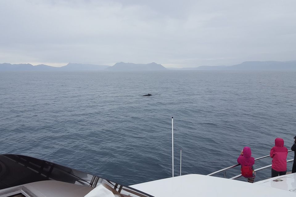 Reykjavik: Whale Watching and Dolphin Watching Yacht Cruise - Observation Deck Game Plan: How to Catch the Moment