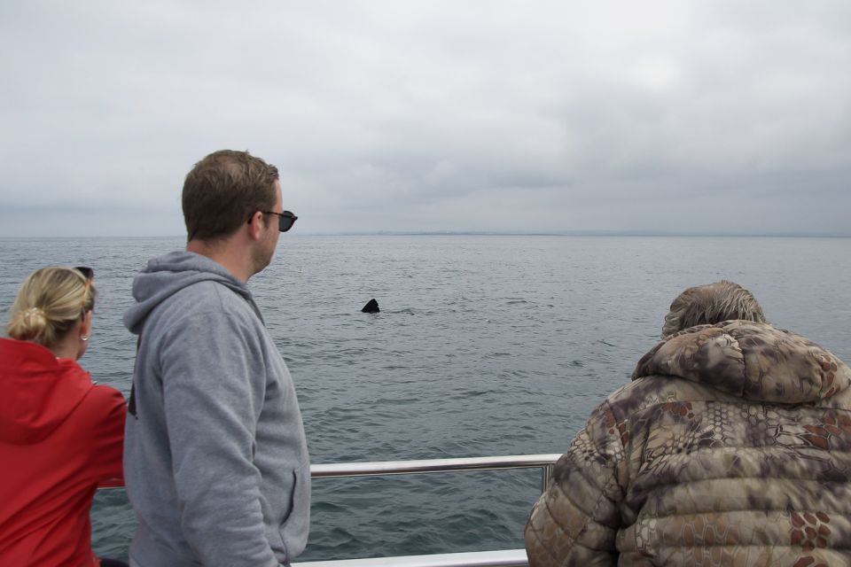 Reykjavik: Whale Watching and Dolphin Watching Yacht Cruise - Value for $106: Is This Price Fair for a 3-Hour Yacht Cruise?