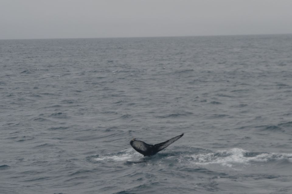 Reykjavik: Whale Watching and Dolphin Watching Yacht Cruise - Meeting Point: The Restaurant Kiosk Check-In You Shouldn’t Miss