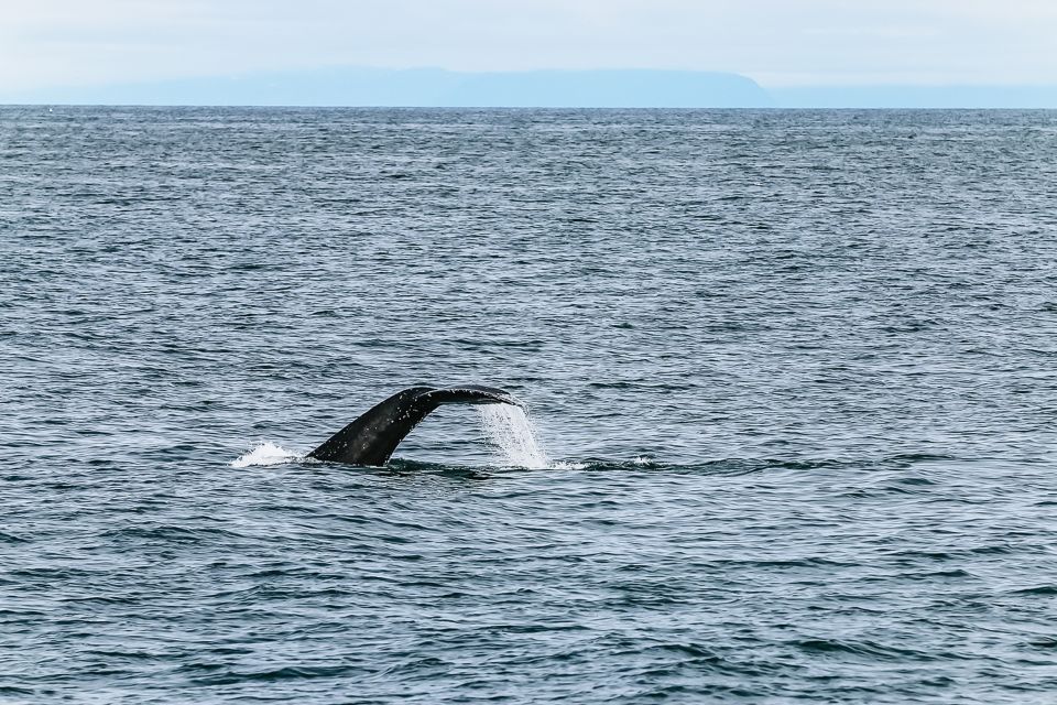 Reykjavík: Whale Watching and Marine Life Cruise - How the Guides Help You Spot Whales (Including Maria)
