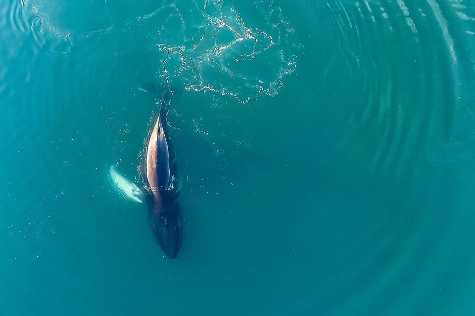 Reykjavík: Whale Watching and Marine Life Cruise - Wildlife You Can Expect: Humpbacks, Dolphins, Porpoises, and Seals