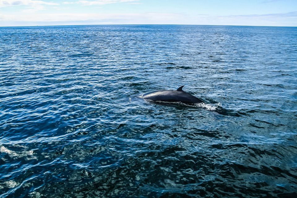 Reykjavík: Whale Watching and Marine Life Cruise - What to Wear: Cold-Water Reality Check for Deck Time