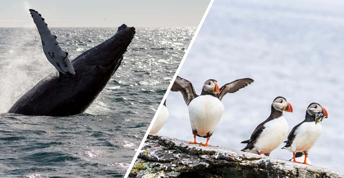 Reykjavik: Whale Watching and Puffin Excursion - Key Highlights You’ll Care About