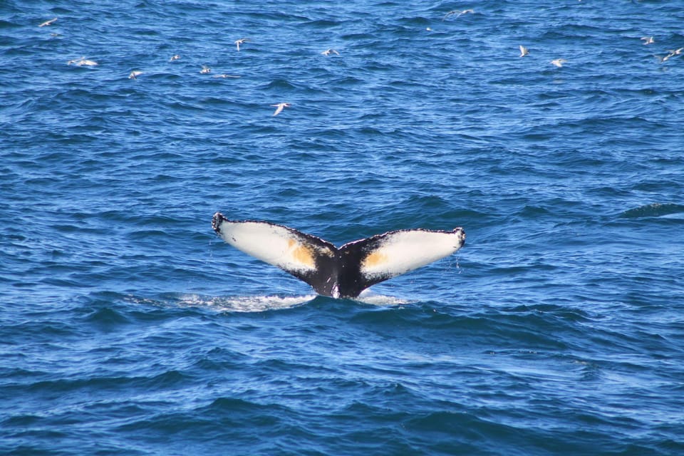 Reykjavik: Whale Watching and Puffin Excursion - Final Call: Should You Book This Reykjavik Whale Watching and Puffin Excursion?