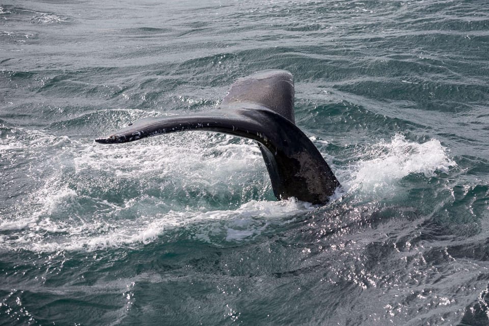 Reykjavik: Whale Watching and Puffin Excursion - Why This Whale + Puffin Combo Makes Sense in Reykjavik