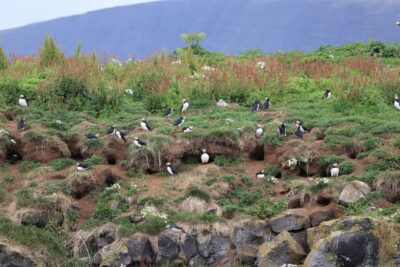 Reykjavik: Whale Watching and Puffin Excursion - Old Harbour Check-In at Geirsgata 11 (Do This First)