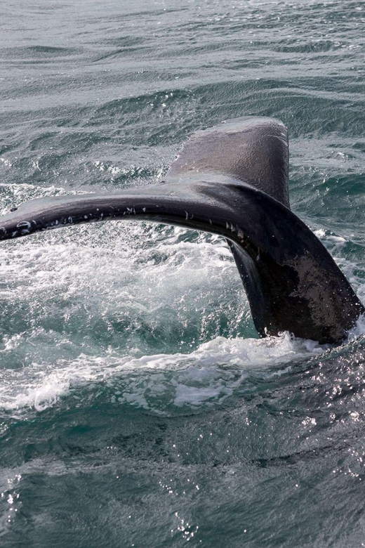Reykjavik: Whale Watching and Puffin Excursion - Who This Tour Best Fits (and Who Should Skip It)